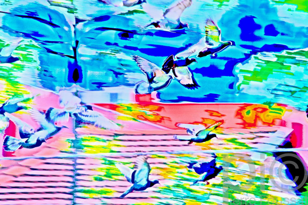 DSC 6032-2019