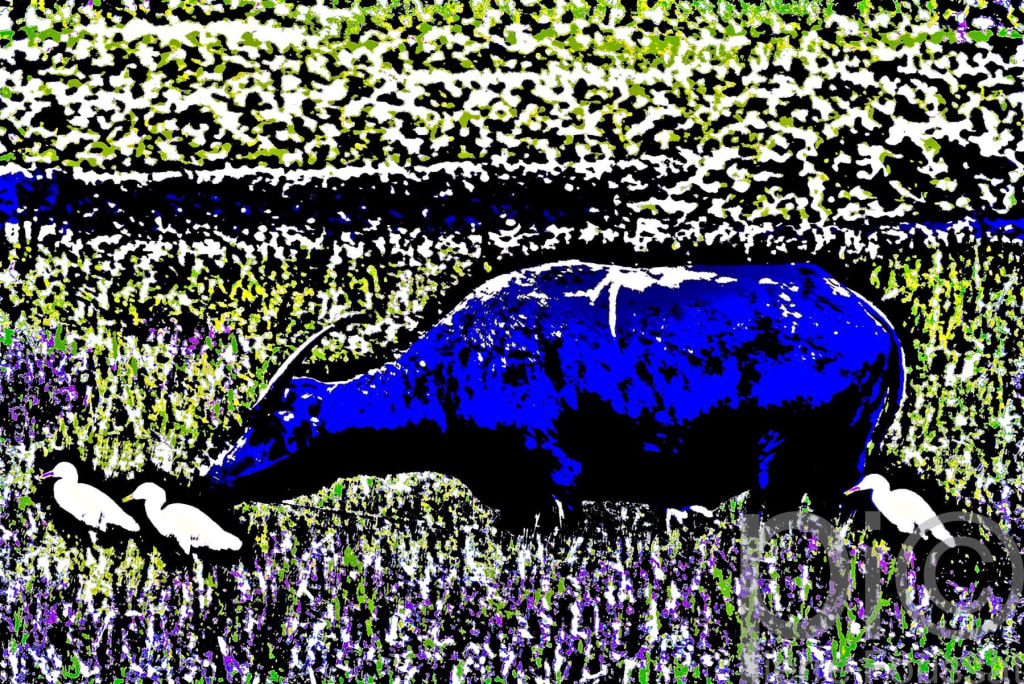 DSC 5116 V4-2016